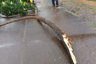 Les agents du service des espaces verts de Mamoudzou élaguent une branche d'arbre tombée sur la route. - Agrandir l'image 2 sur 3, fenêtre modale
